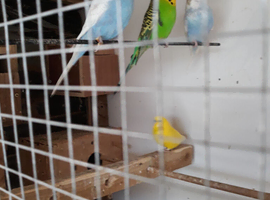 Budgies
