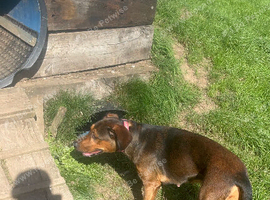 Doberman X