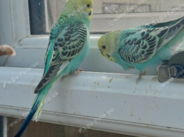 Four young cock budgies