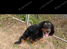 Buddy cocker spaniel
