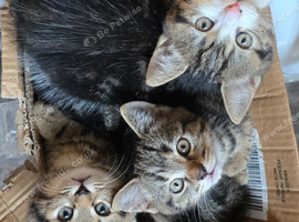 3 kittens
