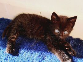 Maine Coon X British Shorthair Kittens
