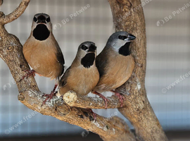 3 young Hecks