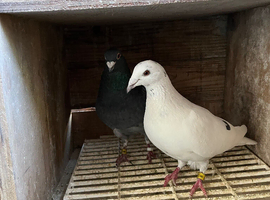 Racing pigeons for sale