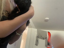 3 black kittens &pound;60 fluffy one &pound;80