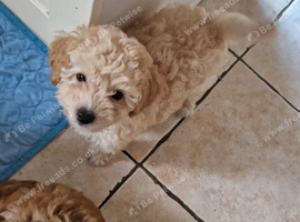 Gorgeous F1B Cavapoo Puppies looking for their forever home - Cheltenham
