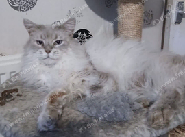 Big Beautiful Maine Coon Cat