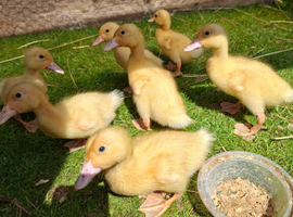 Cherryvalley ducklingsI