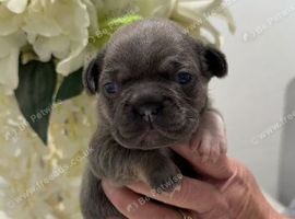 Puppy&rsquo;s for sale