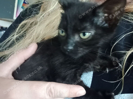 Black kittens