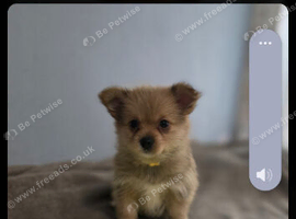 Pomeranian/yorkshire terrier