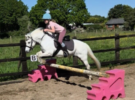 **ELSA** Manorfield's Silver Lady, FleaBitten Grey,Lead rein,first ridden,second Pony, Broodmare