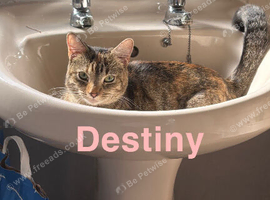 Tabby and black cat for sell