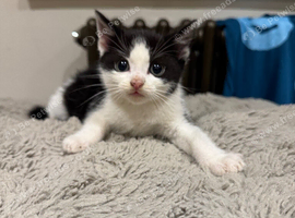Cute little baby boy looking for forever loving home