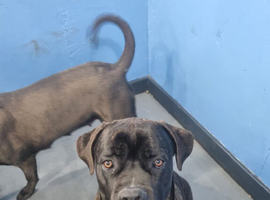Pure Italian cane corso puppy