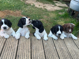 Beautiful springer spaniel pups for sale