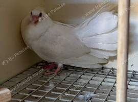 White Fantails chick