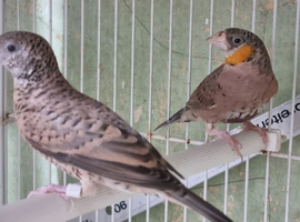 Cutthroat finches for sale