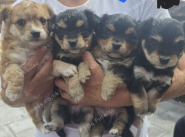 3 pups available pom x jackchi