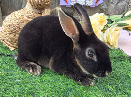 MINI REX BUCK READY
