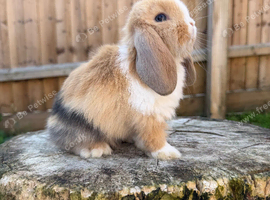 Mini lop doe