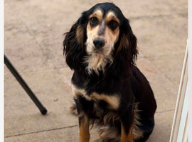 Kc cocker spaniel