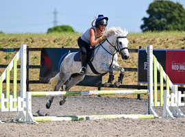 13.1hh Grey Connemara x TB mare, 7 years old.