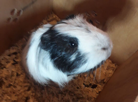 Dave the guinea pig