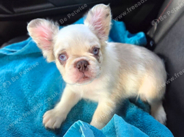 Fluffy french bulldog