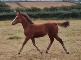 Stunning Connie x TB filly yearling