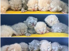 Waiting List Now Open! Litter due 19th July