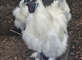 White Silkie Hatching Eggs