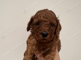 Red Cavapoos