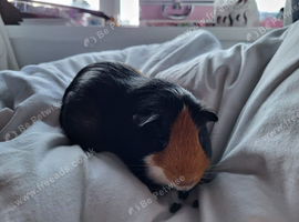 Trio of female Guinea pigs for sale