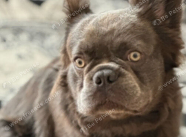 French Bulldog Boy