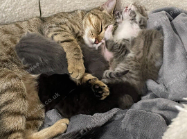 4 Kittens for sale