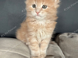 Show quality Maine Coon kittens
