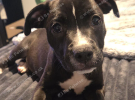 Staffy+cane corso