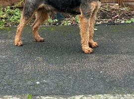 Lakeland terrier dog