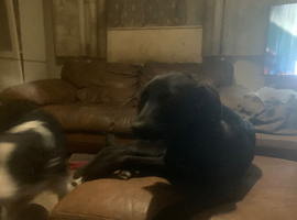Lollie(labs x collie )