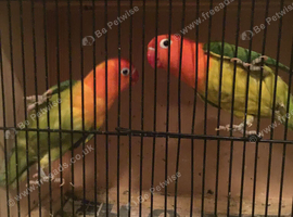 12 x red eye split euwing+ green opalines