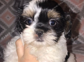 Shih tzu puppie boy