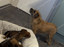 Border pups