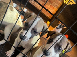 Fully health tested whippet puppies