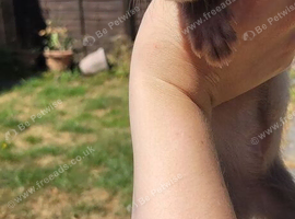 Two male ferrets