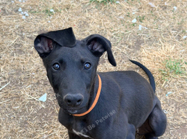1 boy remaining
