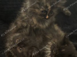 Perdoll kittens ready now