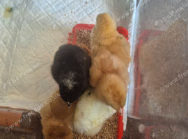 1 day old mixed breed chicks