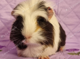 BEAUTIFUL BABY GUINEA PIGS