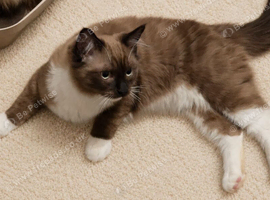 Theo ~ Seal Point Mitted Mink Ragdoll ~ Last remaining boy